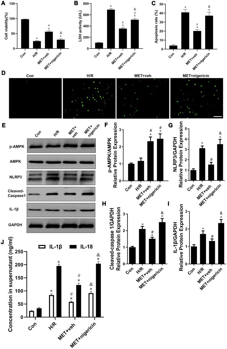 https://cdn.ncbi.nlm.nih.gov/pmc/blobs/69ec/7762510/ff4420f9a21f/aging-12-202143-g006.jpg