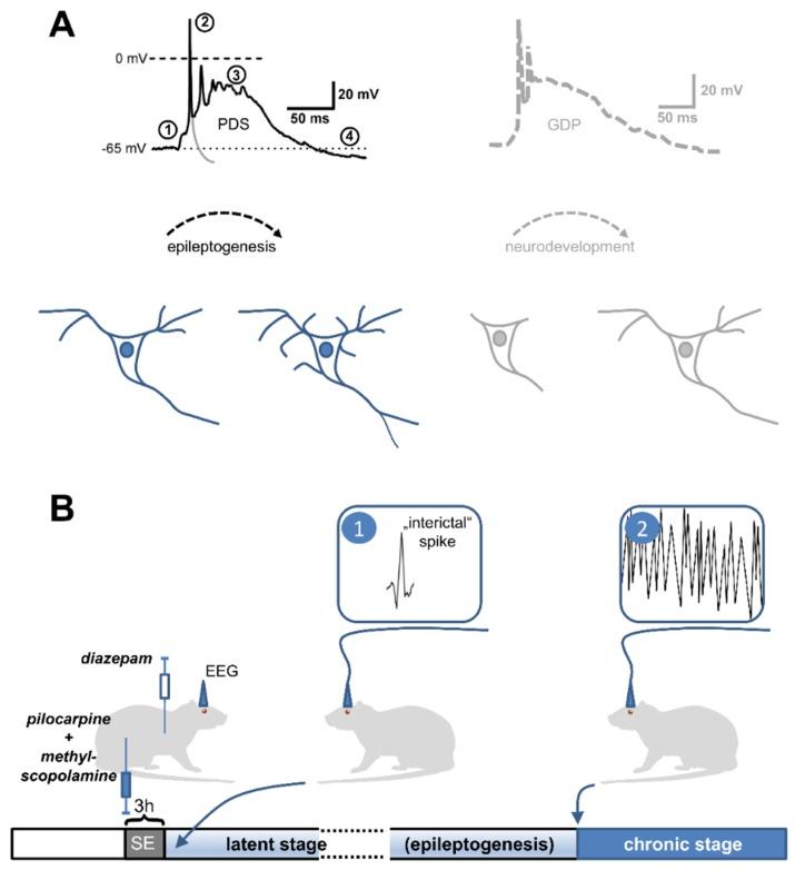 https://cdn.ncbi.nlm.nih.gov/pmc/blobs/69ee/6387313/6e06b6211757/ijms-20-00577-g001.jpg