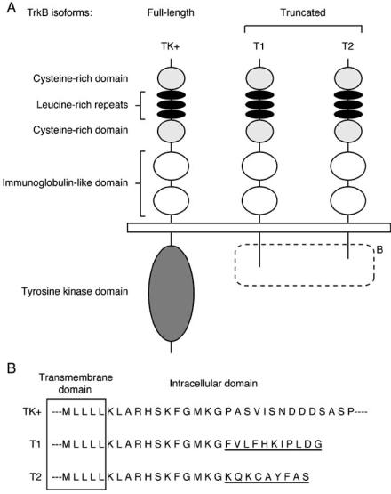 https://cdn.ncbi.nlm.nih.gov/pmc/blobs/69ef/2811861/9b4d2543a040/CN-7-276_F1.jpg