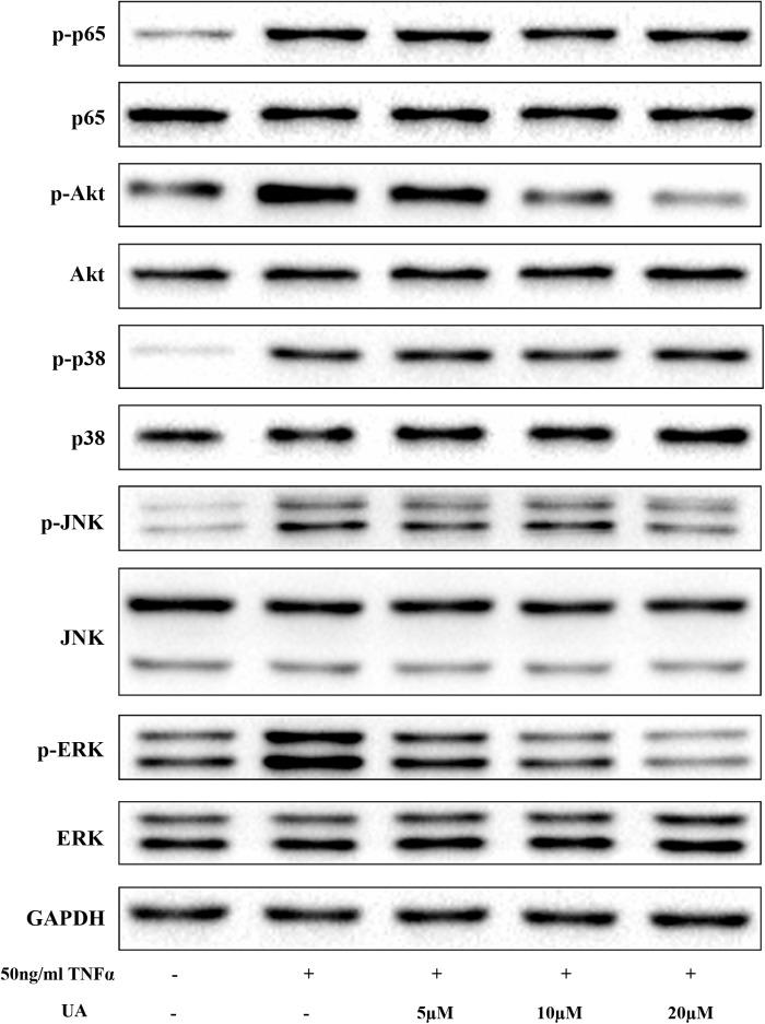 https://cdn.ncbi.nlm.nih.gov/pmc/blobs/69ef/6157327/52b16fb25d6a/fphar-09-01043-g003.jpg