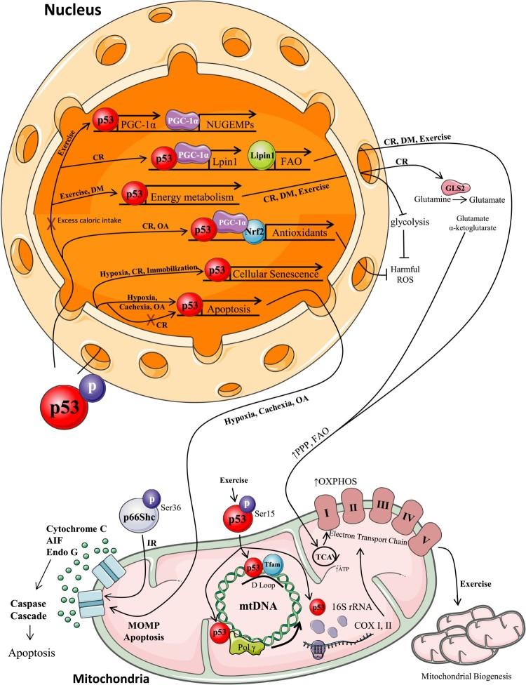 https://cdn.ncbi.nlm.nih.gov/pmc/blobs/69f0/6748683/7305701ca7f6/YRER_A_1416773_F0003_OC.jpg