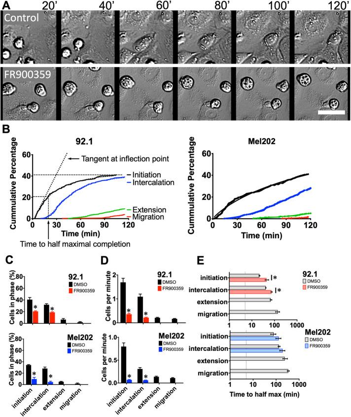 https://cdn.ncbi.nlm.nih.gov/pmc/blobs/69f3/8098856/86cb6f060040/mbc-32-413-g001.jpg