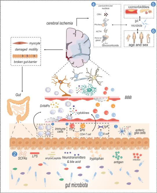 https://cdn.ncbi.nlm.nih.gov/pmc/blobs/69f4/10581566/002ea9ded6ef/NRR-19-519-g002.jpg