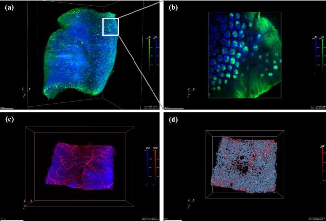 https://cdn.ncbi.nlm.nih.gov/pmc/blobs/69f5/11969017/3a927ea9853b/41598_2025_94479_Fig6_HTML.jpg