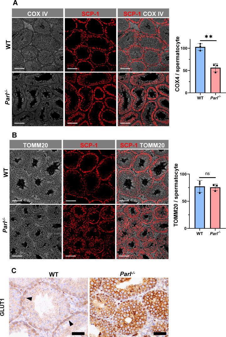 https://cdn.ncbi.nlm.nih.gov/pmc/blobs/69f6/10519710/20575c94da88/elife-84710-fig5.jpg