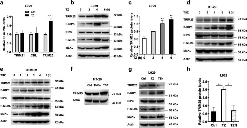 https://cdn.ncbi.nlm.nih.gov/pmc/blobs/69f7/8481267/baf3cc0a85e0/41418_2021_790_Fig5_HTML.jpg