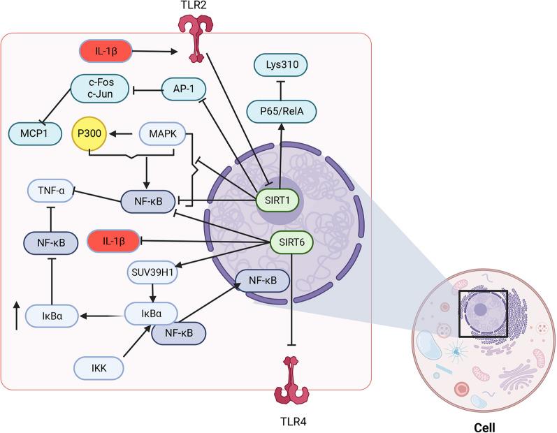 https://cdn.ncbi.nlm.nih.gov/pmc/blobs/69f9/10981339/617b418e89e2/10020_2024_811_Fig3_HTML.jpg