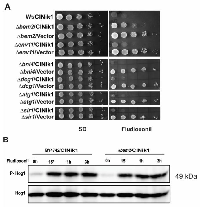 https://cdn.ncbi.nlm.nih.gov/pmc/blobs/69fa/9316689/4f60060bc8f4/jof-08-00754-g001.jpg