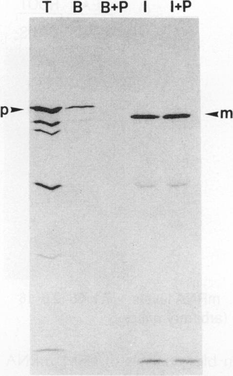 https://cdn.ncbi.nlm.nih.gov/pmc/blobs/69ff/1075665/8eae60bd3f55/plntphys00710-0512-a.jpg