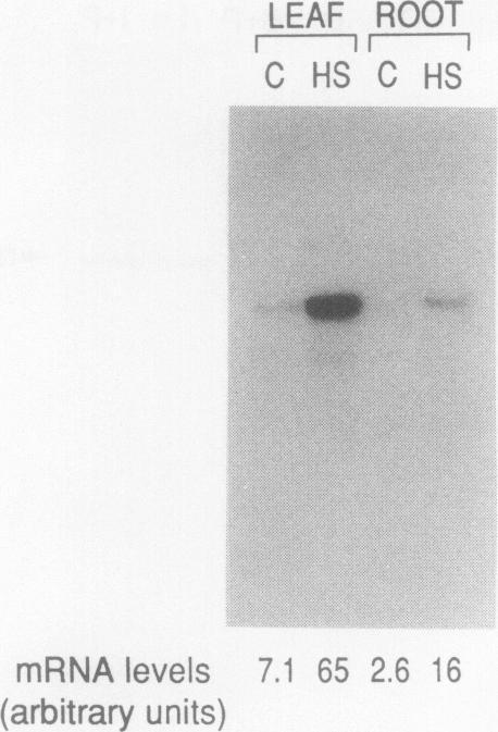 https://cdn.ncbi.nlm.nih.gov/pmc/blobs/69ff/1075665/f96622a51a29/plntphys00710-0513-a.jpg