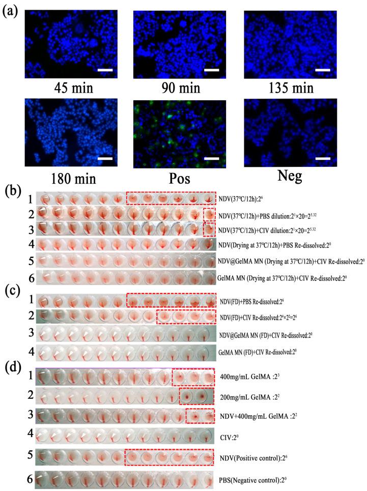 https://cdn.ncbi.nlm.nih.gov/pmc/blobs/6a01/10888545/ca5a39605e24/ijms-25-02353-g006.jpg