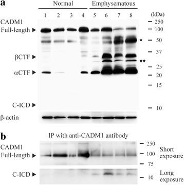 https://cdn.ncbi.nlm.nih.gov/pmc/blobs/6a03/4531499/ba1cb937bed9/12929_2015_173_Fig3_HTML.jpg