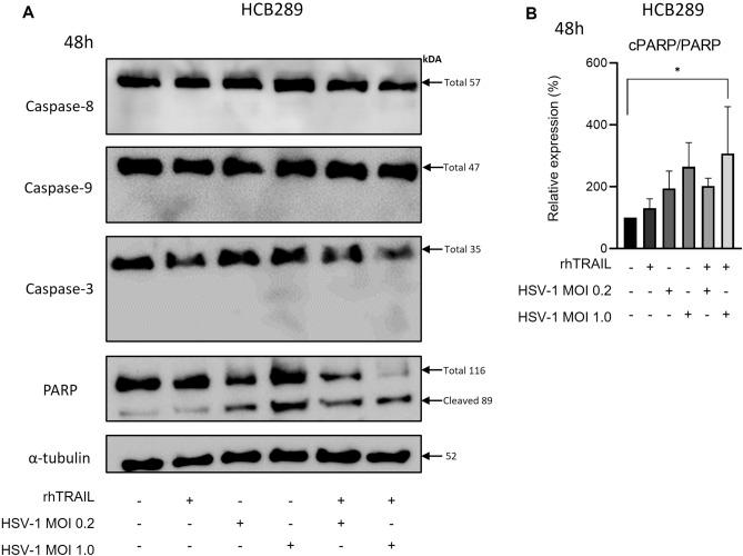 https://cdn.ncbi.nlm.nih.gov/pmc/blobs/6a04/10590400/c9274605476d/41598_2023_44888_Fig4_HTML.jpg