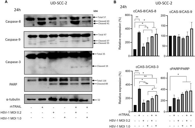 https://cdn.ncbi.nlm.nih.gov/pmc/blobs/6a04/10590400/ffbaf36badfb/41598_2023_44888_Fig3_HTML.jpg
