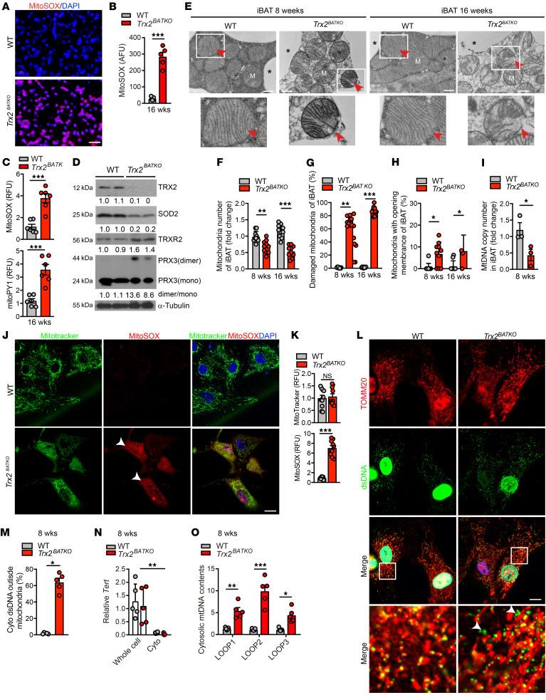 https://cdn.ncbi.nlm.nih.gov/pmc/blobs/6a05/9057632/5aa69766cac5/jci-132-148852-g151.jpg