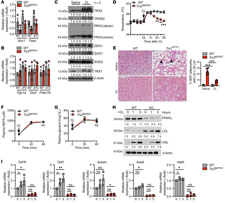 https://cdn.ncbi.nlm.nih.gov/pmc/blobs/6a05/9057632/83ec5ae224b4/jci-132-148852-g149.jpg
