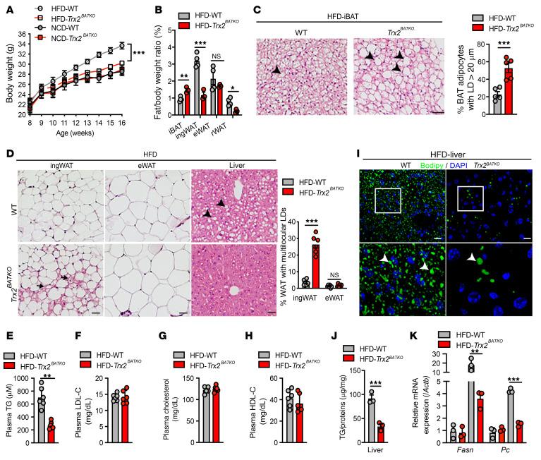 https://cdn.ncbi.nlm.nih.gov/pmc/blobs/6a05/9057632/be435fedbcd3/jci-132-148852-g142.jpg