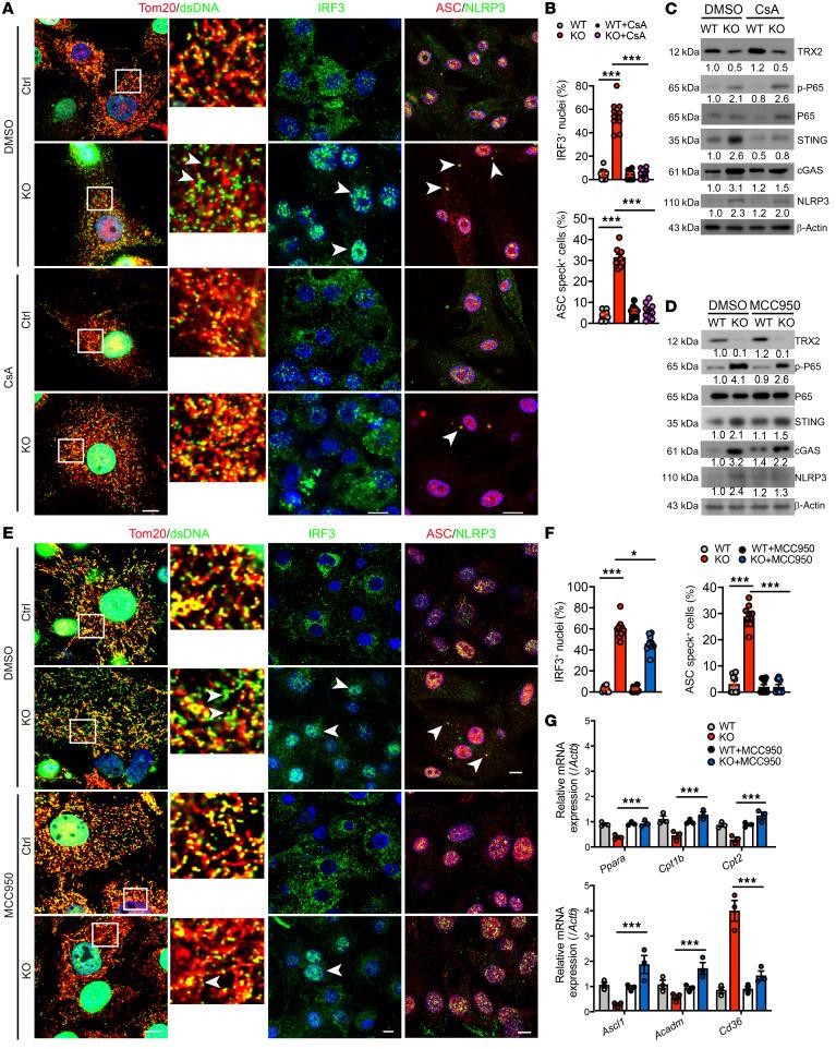 https://cdn.ncbi.nlm.nih.gov/pmc/blobs/6a05/9057632/d27fe160eaa1/jci-132-148852-g153.jpg