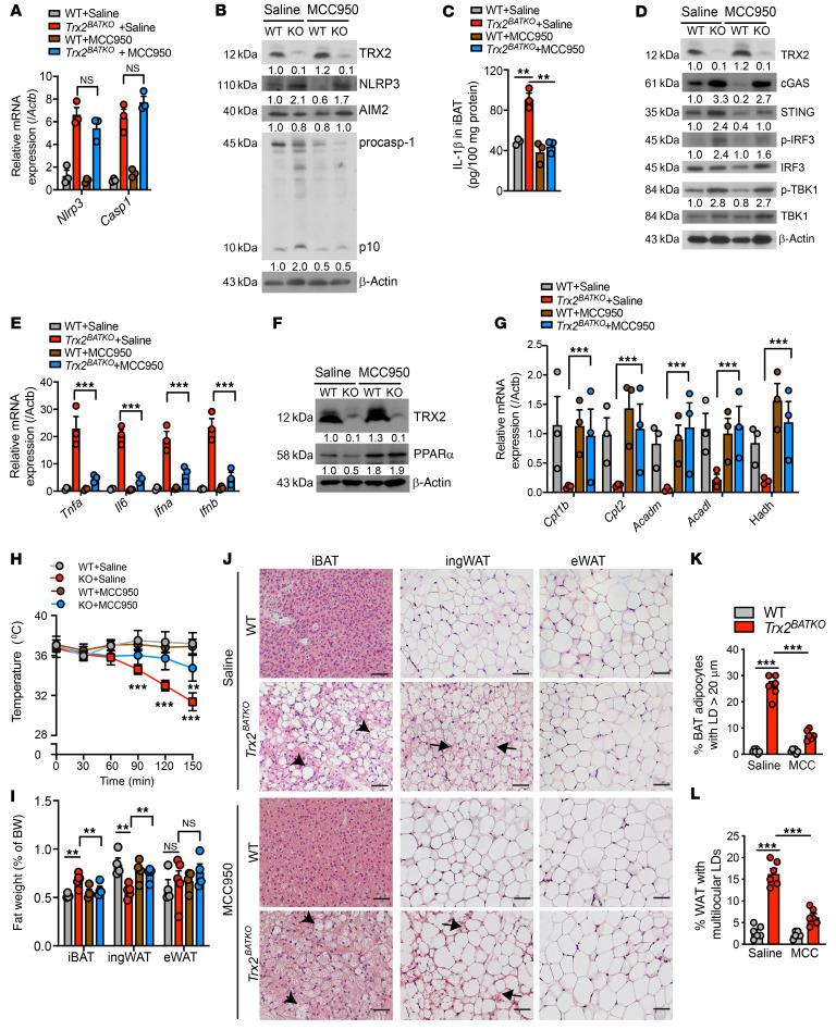 https://cdn.ncbi.nlm.nih.gov/pmc/blobs/6a05/9057632/e0396ea655c6/jci-132-148852-g143.jpg