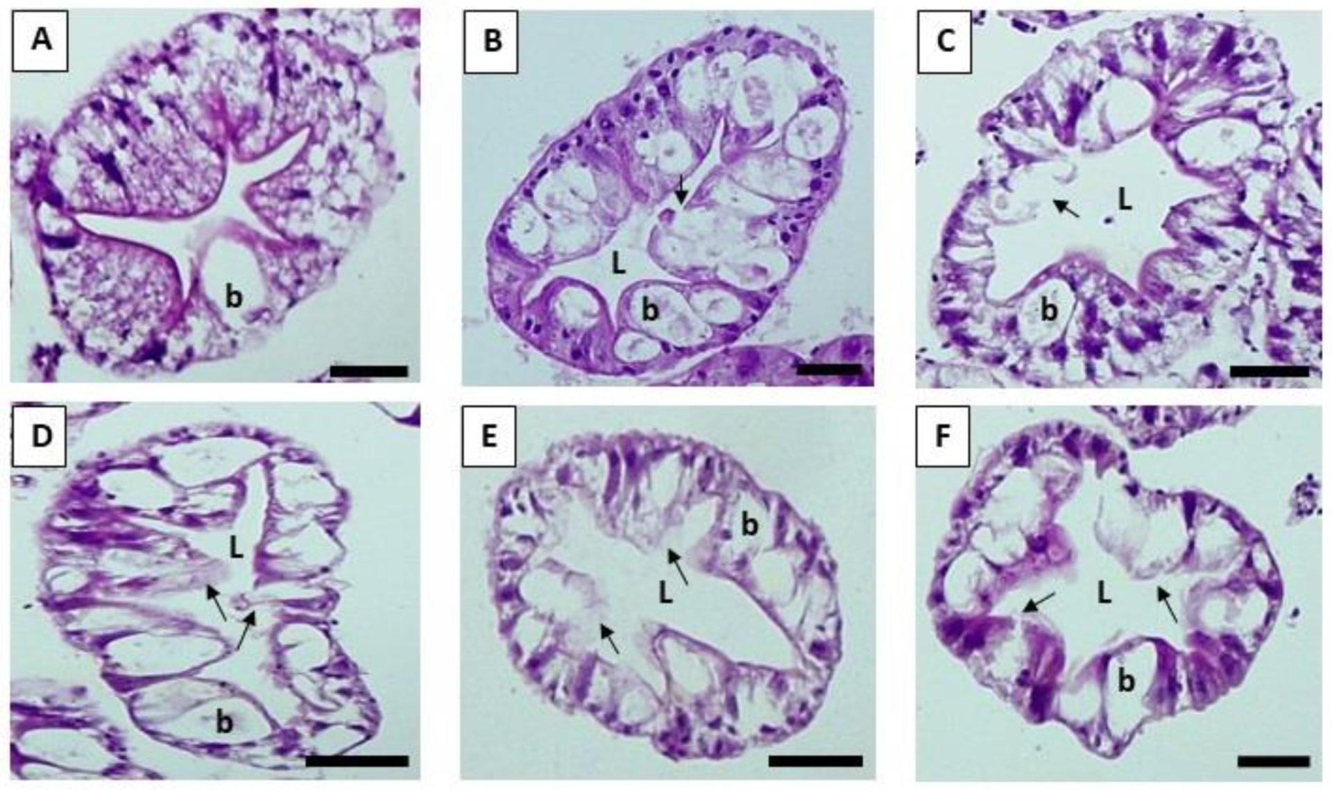 https://cdn.ncbi.nlm.nih.gov/pmc/blobs/6a06/10135391/b0f0ce64f691/nihms-1855093-f0001.jpg