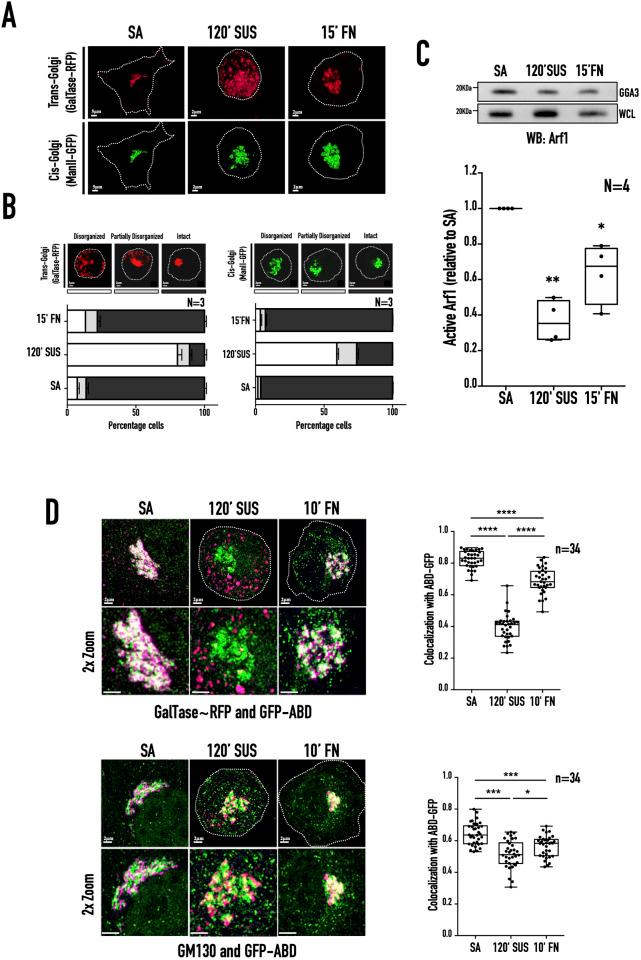 https://cdn.ncbi.nlm.nih.gov/pmc/blobs/6a07/10187640/11dc0520faee/biolopen-12-059669-g1.jpg