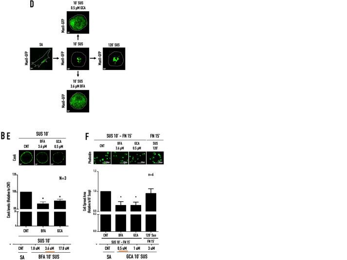 https://cdn.ncbi.nlm.nih.gov/pmc/blobs/6a07/10187640/870a2bf26721/biolopen-12-059669-g6.jpg