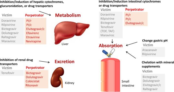 https://cdn.ncbi.nlm.nih.gov/pmc/blobs/6a07/6996317/ef0ad129d92b/JIA2-23-e25449-g002.jpg