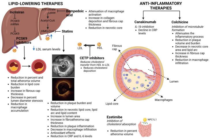 https://cdn.ncbi.nlm.nih.gov/pmc/blobs/6a14/11591594/dfeafec29a1f/biomedicines-12-02435-g001.jpg