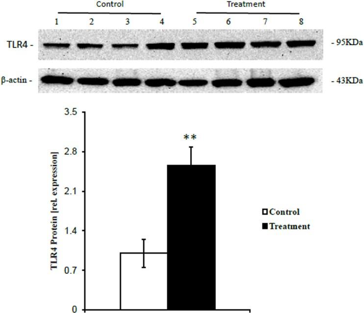 https://cdn.ncbi.nlm.nih.gov/pmc/blobs/6a15/4393131/eeac8b6d8595/pone.0123942.g004.jpg