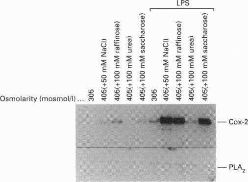https://cdn.ncbi.nlm.nih.gov/pmc/blobs/6a17/1136236/33d3fcd72d23/biochemj00051-0141-a.jpg