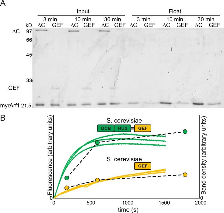 https://cdn.ncbi.nlm.nih.gov/pmc/blobs/6a17/4764562/a5a273f787ee/elife-12411-fig4-figsupp1.jpg