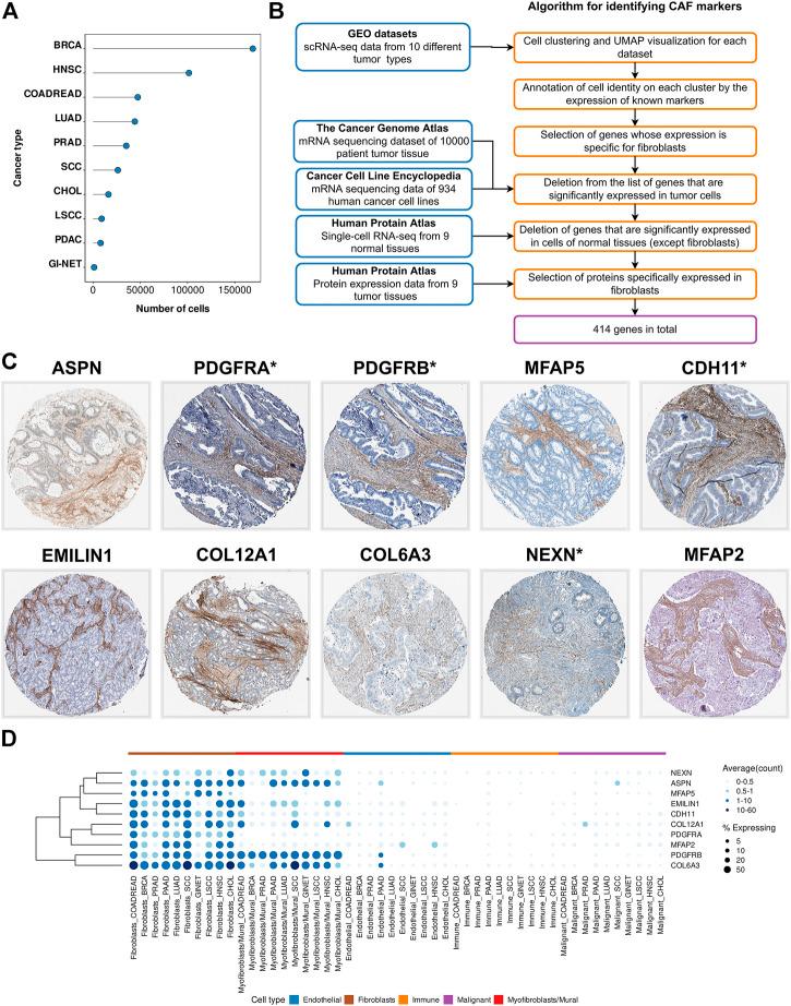 https://cdn.ncbi.nlm.nih.gov/pmc/blobs/6a18/9574913/ba8be7365c46/fcell-10-825014-g001.jpg
