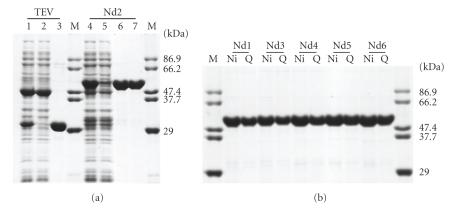 https://cdn.ncbi.nlm.nih.gov/pmc/blobs/6a1f/2826880/04f4f5037a10/JBB2009-591923.002.jpg