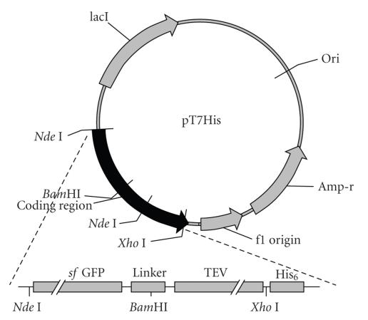 https://cdn.ncbi.nlm.nih.gov/pmc/blobs/6a1f/2826880/620161f3f619/JBB2009-591923.001.jpg