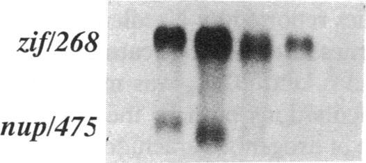 https://cdn.ncbi.nlm.nih.gov/pmc/blobs/6a1f/293869/d0ac4c665ac1/jcinvest00031-0047-a.jpg