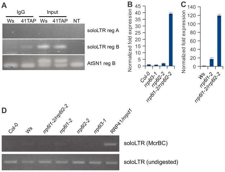 https://cdn.ncbi.nlm.nih.gov/pmc/blobs/6a28/3610620/8ae581828cfb/pgen.1003411.g007.jpg
