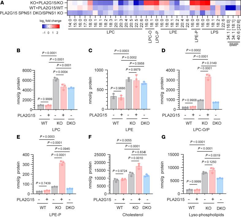 https://cdn.ncbi.nlm.nih.gov/pmc/blobs/6a29/12404768/6dbd61222ed2/jci-135-193099-g039.jpg