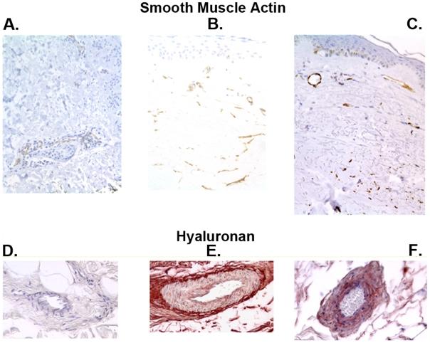https://cdn.ncbi.nlm.nih.gov/pmc/blobs/6a29/2705674/24c6e9487587/pone.0006203.g002.jpg
