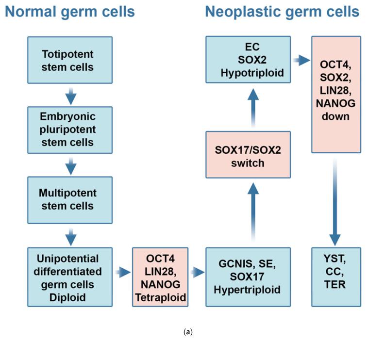 https://cdn.ncbi.nlm.nih.gov/pmc/blobs/6a2a/9966837/c3e279d9745f/ijms-24-04148-g001a.jpg