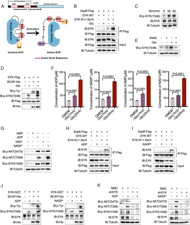 https://cdn.ncbi.nlm.nih.gov/pmc/blobs/6a2c/12331947/5370a25d9610/41419_2025_7906_Fig3_HTML.jpg