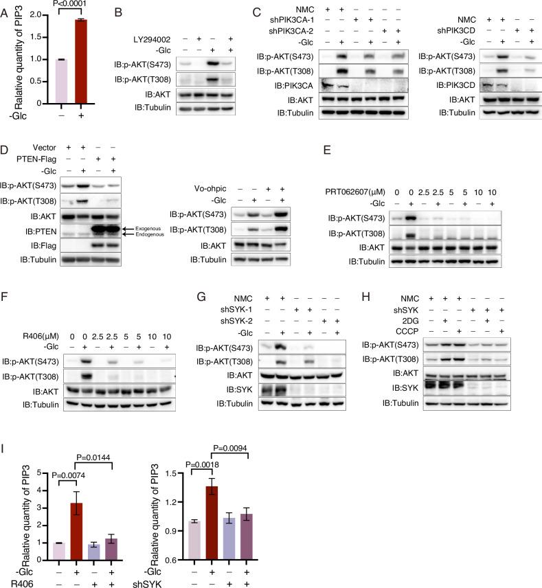 https://cdn.ncbi.nlm.nih.gov/pmc/blobs/6a2c/12331947/6bba82509f03/41419_2025_7906_Fig2_HTML.jpg