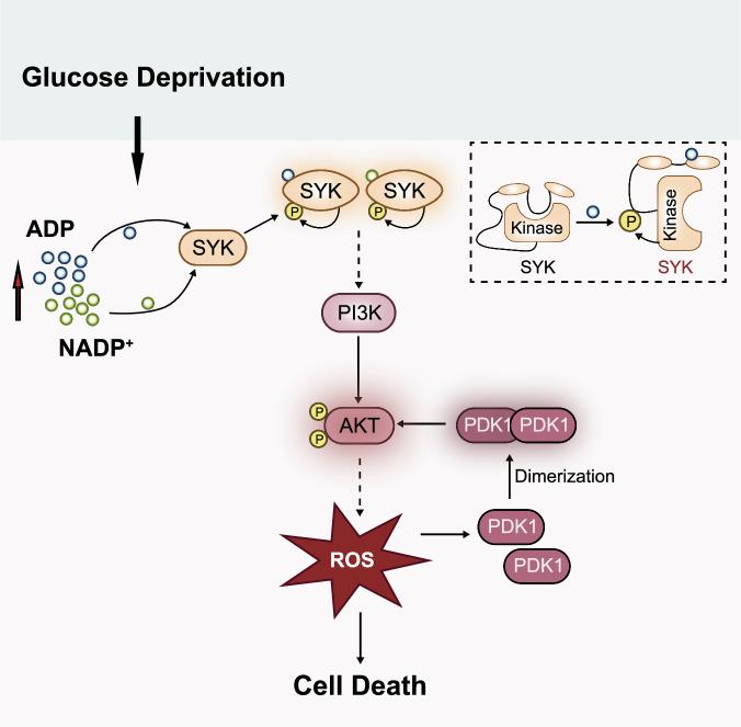 https://cdn.ncbi.nlm.nih.gov/pmc/blobs/6a2c/12331947/f48d06867d31/41419_2025_7906_Fig7_HTML.jpg