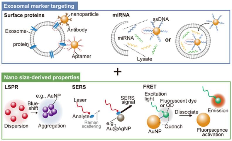 https://cdn.ncbi.nlm.nih.gov/pmc/blobs/6a2d/9957423/6dd2346a4ad3/genes-14-00259-g003.jpg