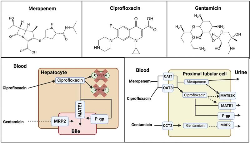 https://cdn.ncbi.nlm.nih.gov/pmc/blobs/6a32/12309459/f1a5b63944e3/IEMT_A_2501127_F0003_OC.jpg