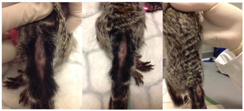 https://cdn.ncbi.nlm.nih.gov/pmc/blobs/6a35/11945853/10747f9da314/vetsci-12-00203-g001.jpg