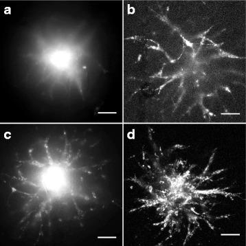 https://cdn.ncbi.nlm.nih.gov/pmc/blobs/6a35/5789681/f775818e4be0/12885_2018_4007_Fig4_HTML.jpg
