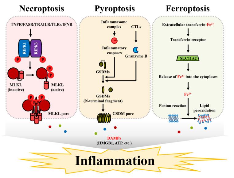 https://cdn.ncbi.nlm.nih.gov/pmc/blobs/6a37/7767016/16772fd92c18/cells-09-02709-g002.jpg