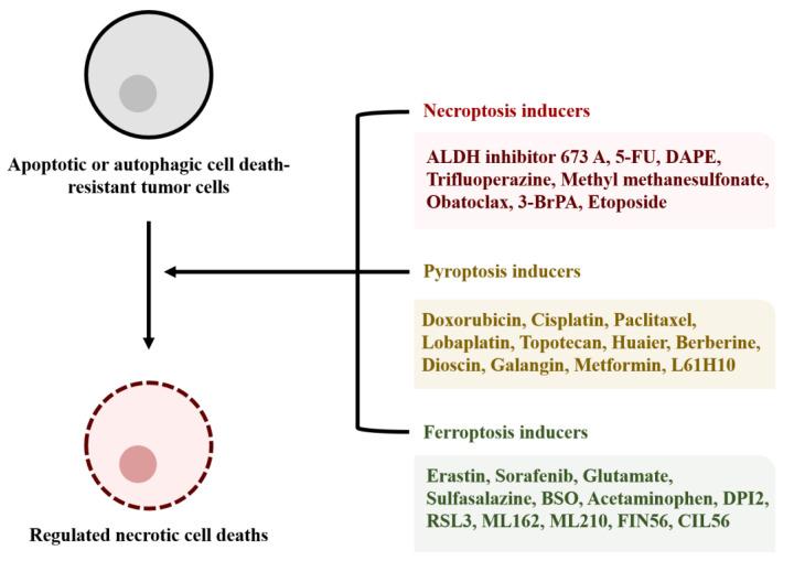 https://cdn.ncbi.nlm.nih.gov/pmc/blobs/6a37/7767016/398f0c52269d/cells-09-02709-g003.jpg