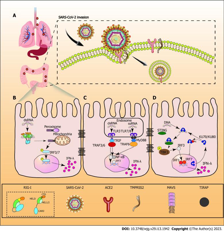 https://cdn.ncbi.nlm.nih.gov/pmc/blobs/6a38/10122791/d471e72a91c8/WJG-29-1942-g001.jpg