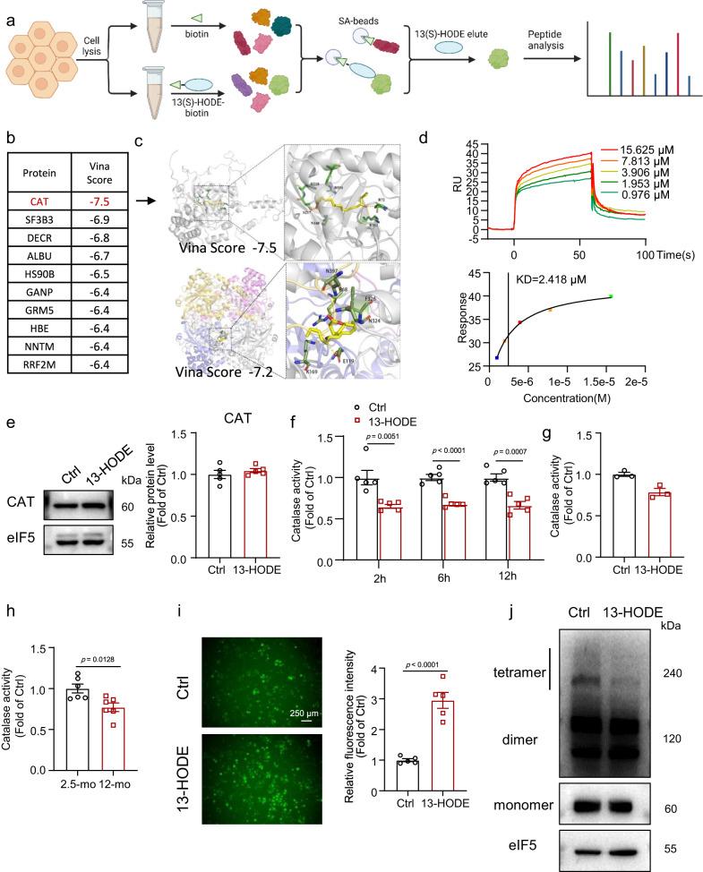 https://cdn.ncbi.nlm.nih.gov/pmc/blobs/6a39/10710422/3928b32502bc/41467_2023_44026_Fig5_HTML.jpg